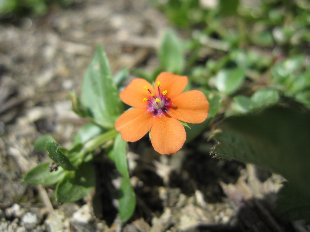 Lysimachia (=Anagallis) arvensis